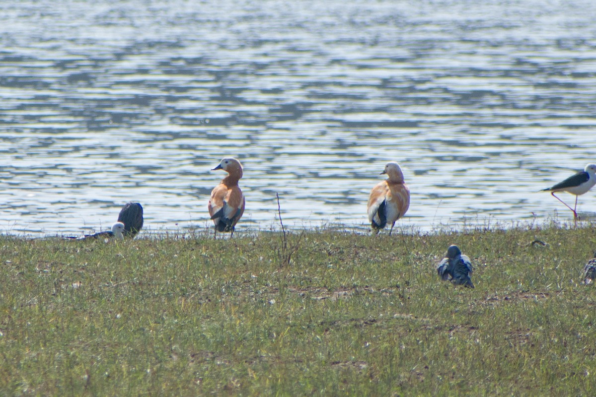 Ruddy Shelduck - ML614601309