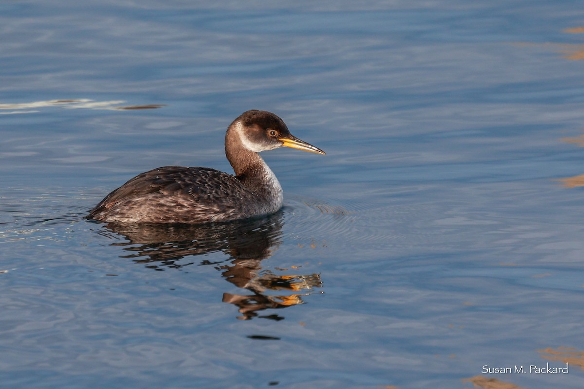 Red-necked Grebe - ML614601319