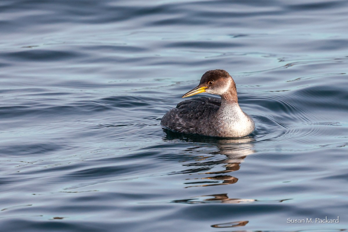 Red-necked Grebe - ML614601320