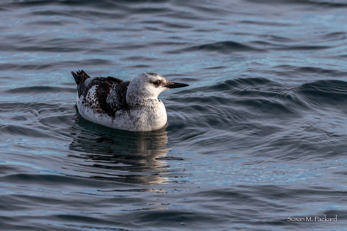 Black Guillemot - ML614601343