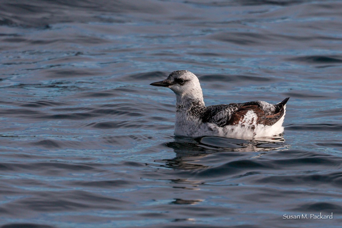 Black Guillemot - ML614601344