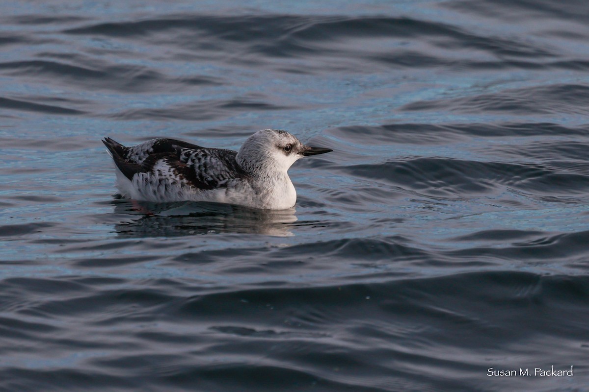 Black Guillemot - ML614601345