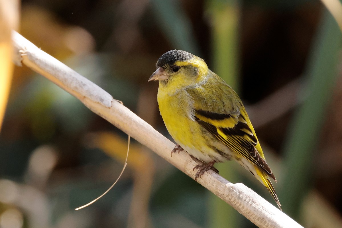 Eurasian Siskin - ML614601351