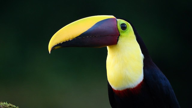 Yellow-throated Toucan - ML614601378