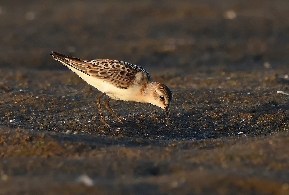 Little Stint - Mikołaj Rowicki