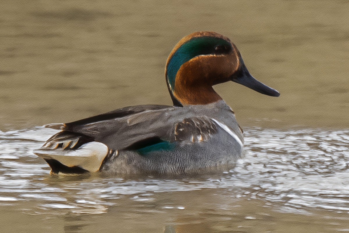 Green-winged Teal - ML614601436