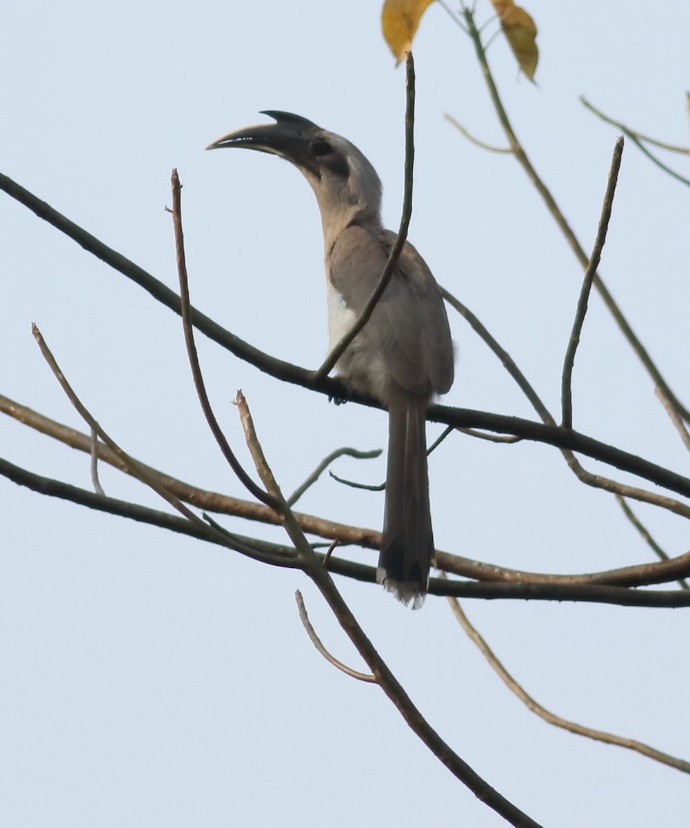 Indian Gray Hornbill - Savio Fonseca (www.avocet-peregrine.com)