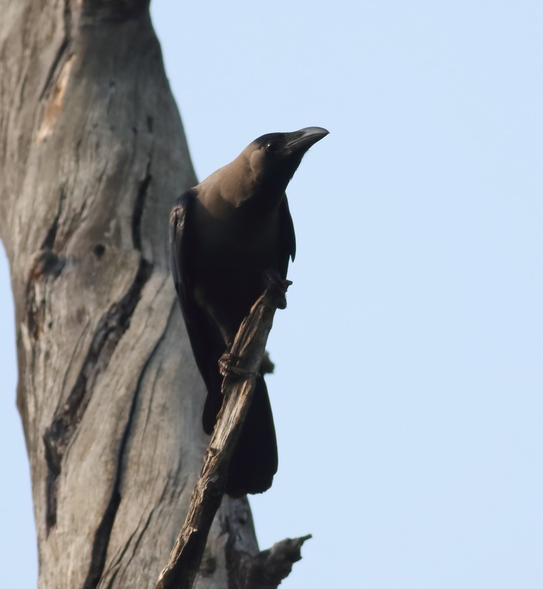 House Crow - ML614601473