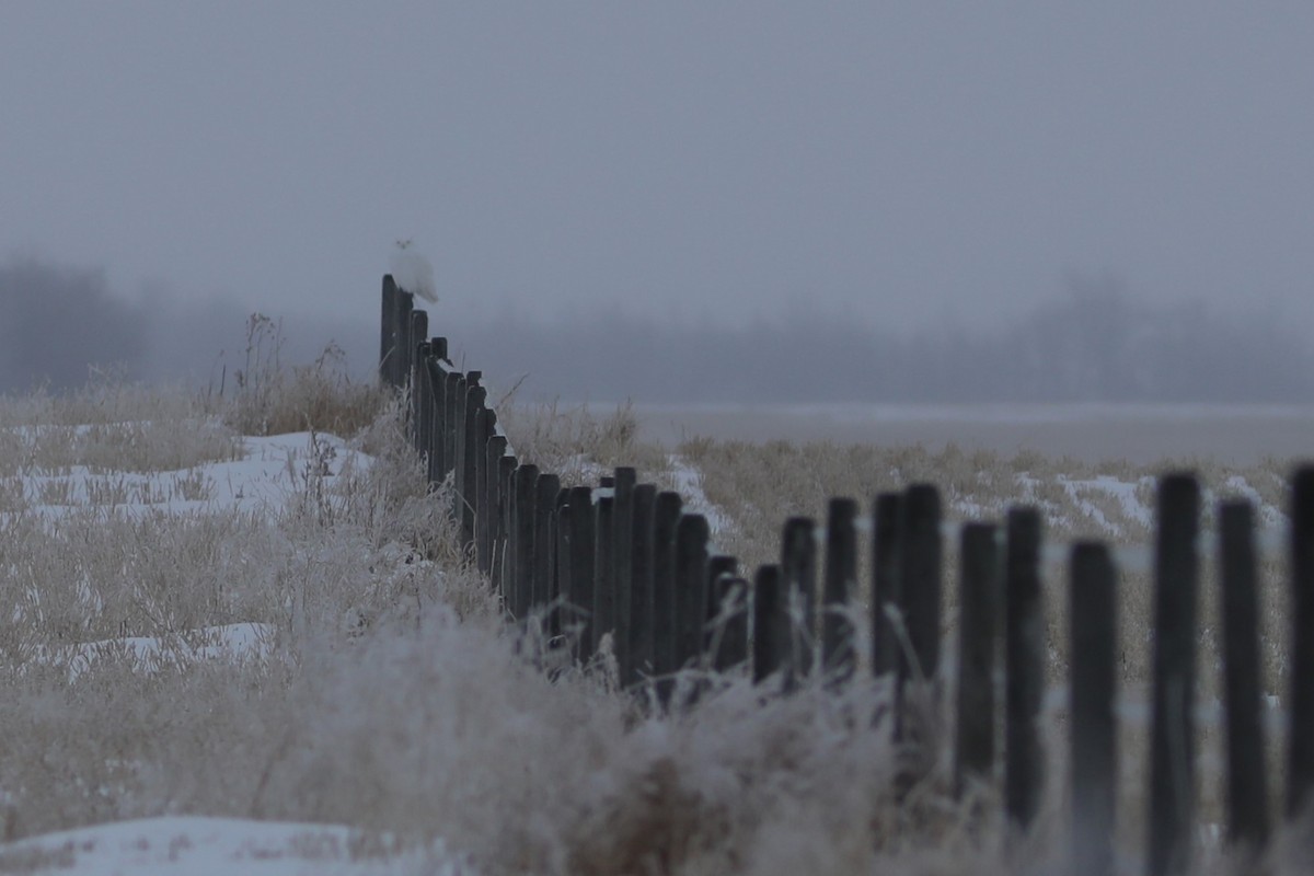 Snowy Owl - ML614601601