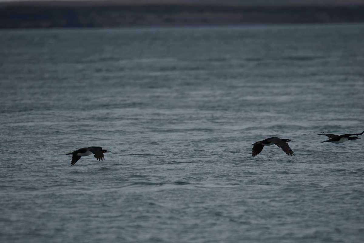 Magellanic Cormorant - Olivares Barraza