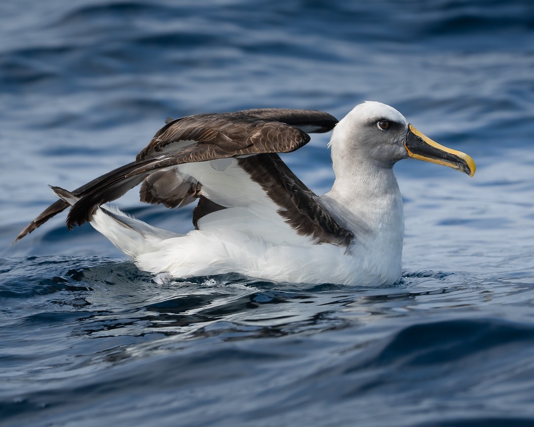 Buller's Albatross - Victor Orquera