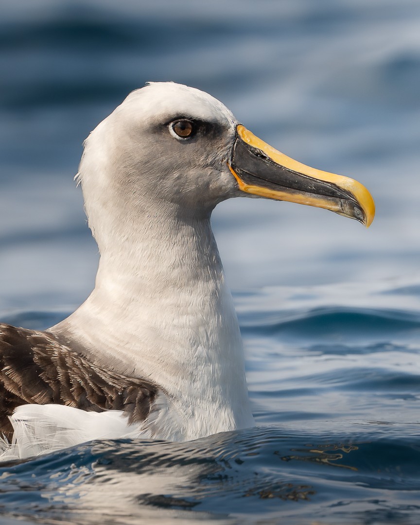 Buller's Albatross - Victor Orquera