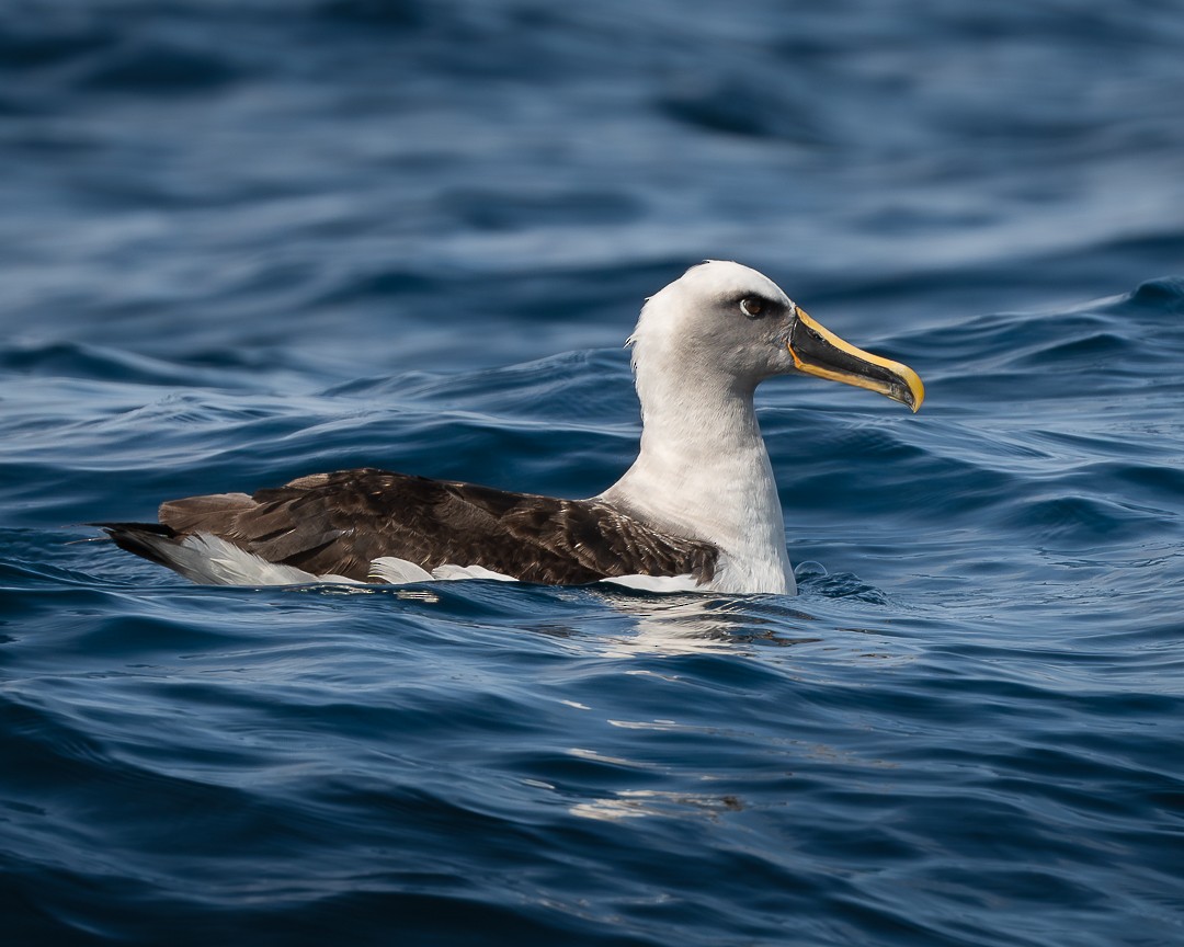 Buller's Albatross - Victor Orquera