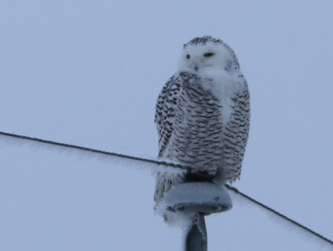 Snowy Owl - ML614601656