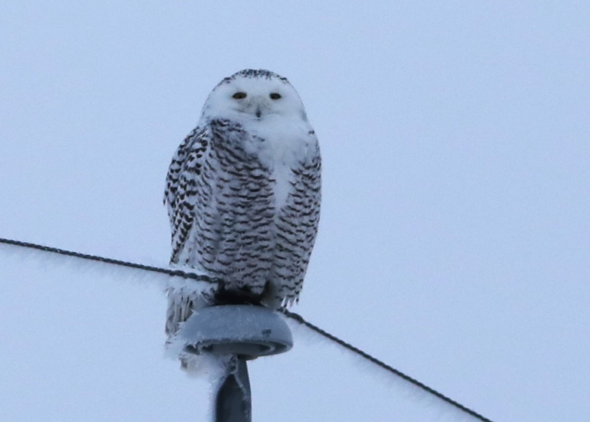 Snowy Owl - ML614601657