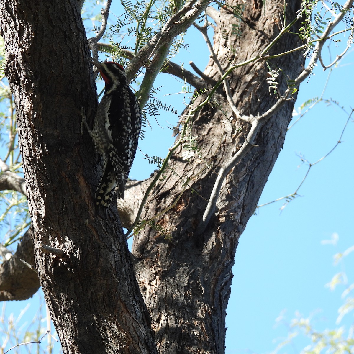 Red-naped Sapsucker - ML614601658