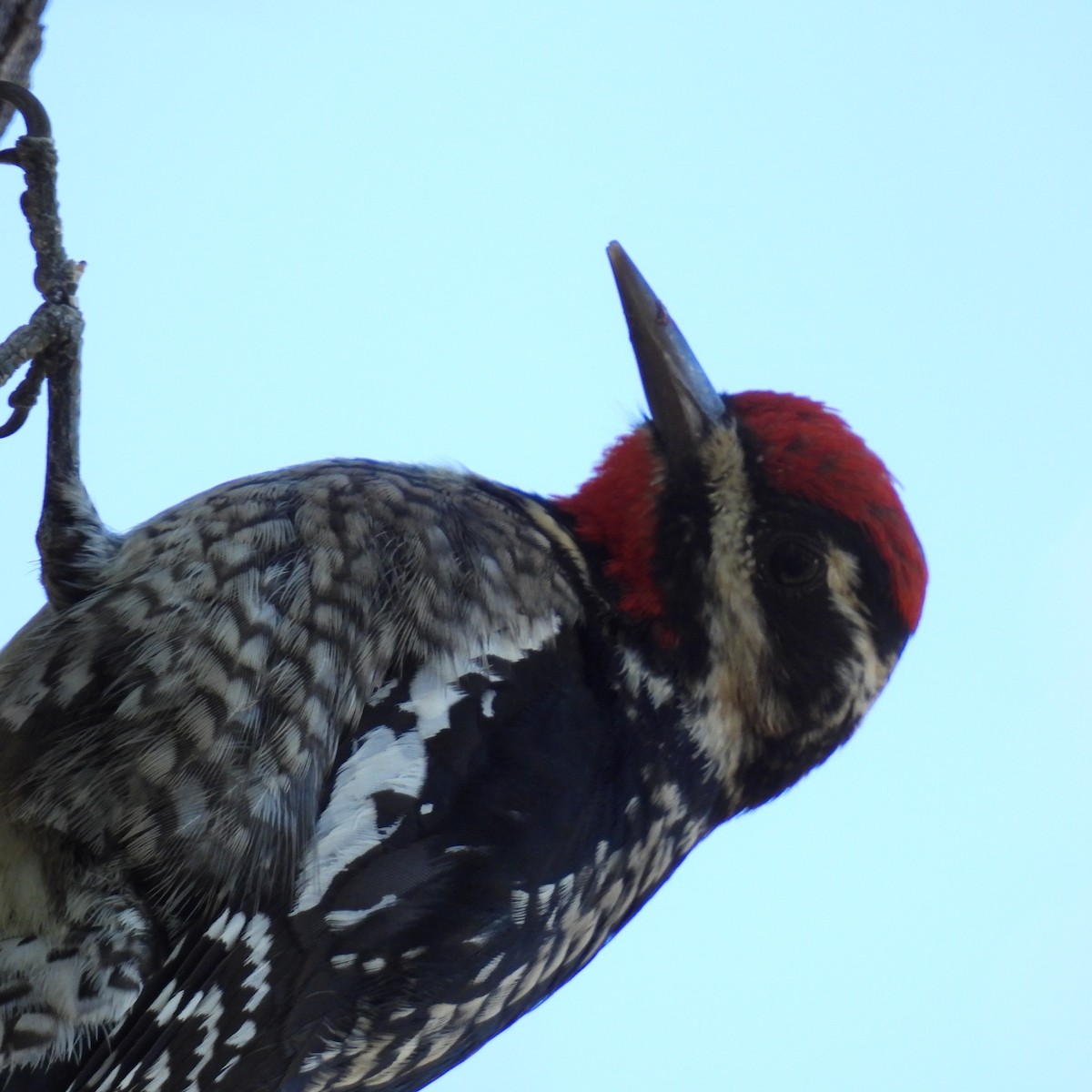 Red-naped Sapsucker - ML614601659