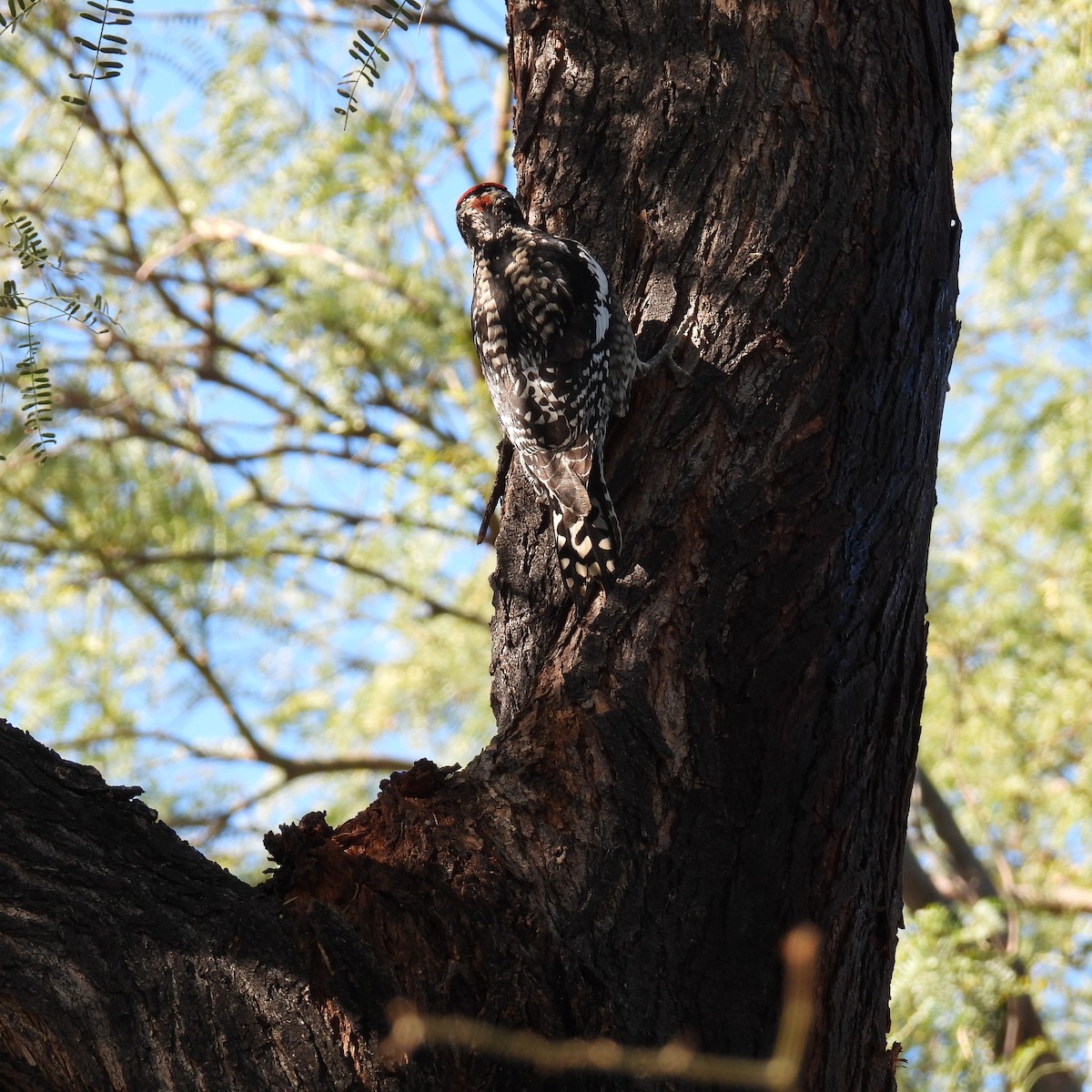 Red-naped Sapsucker - ML614601660