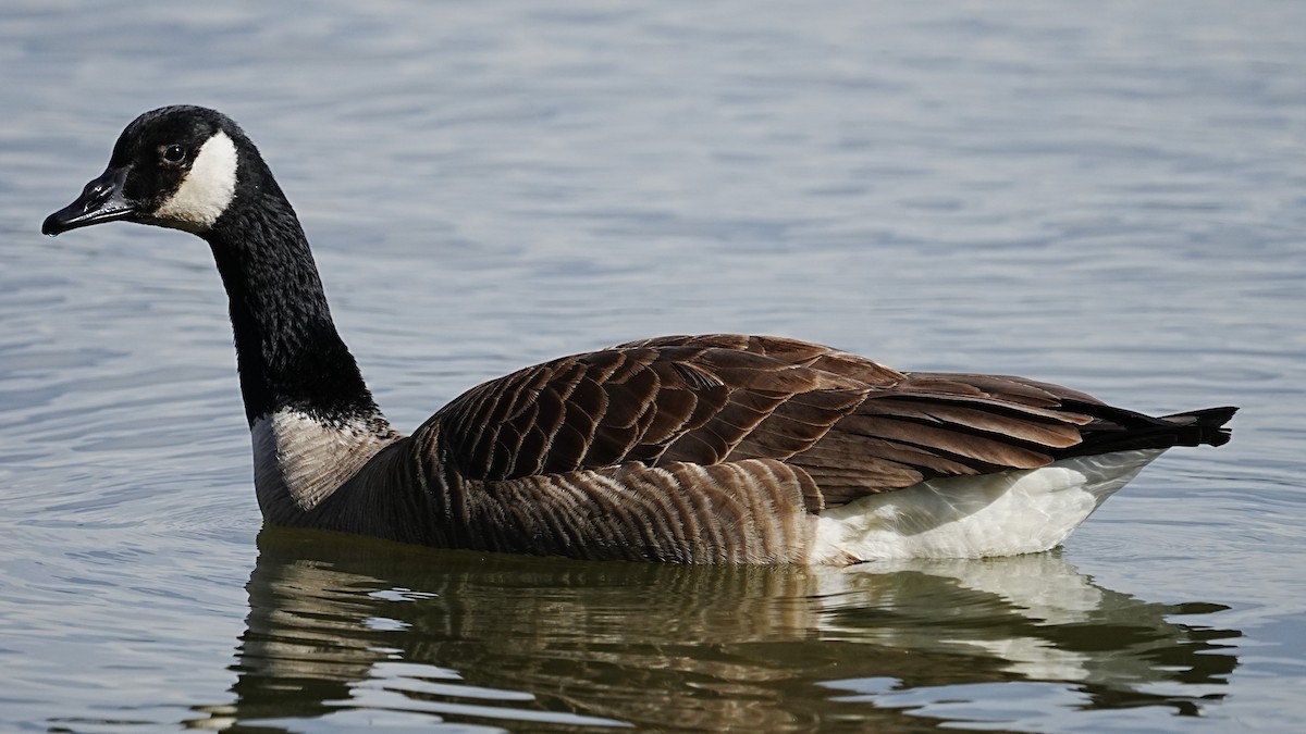 Canada Goose - ML614601667