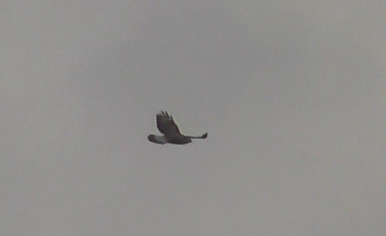 Rough-legged Hawk - ML614601669