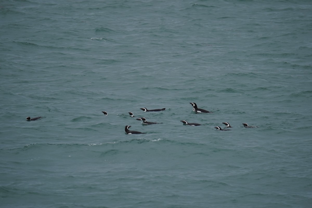 Magellanic Penguin - Olivares Barraza