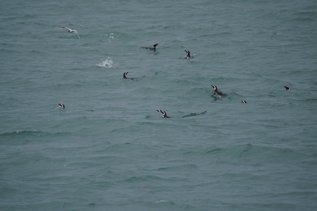 Magellanic Penguin - Olivares Barraza