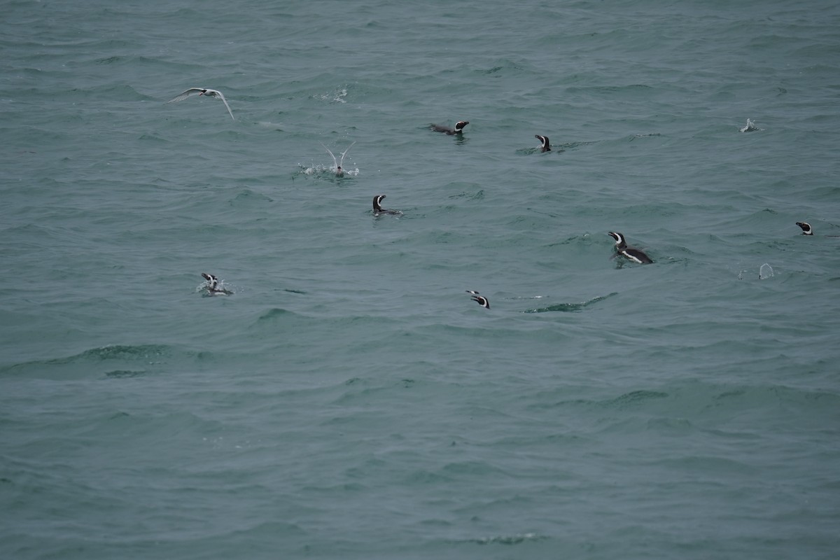 Magellanic Penguin - Olivares Barraza