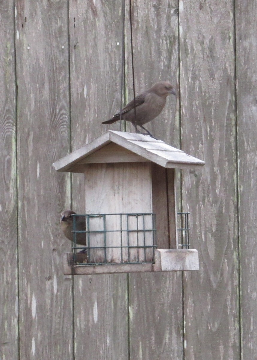 Brown-headed Cowbird - ML614601696