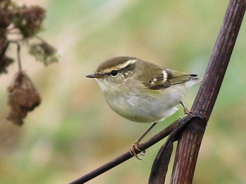 Yellow-browed Warbler - ML614601719