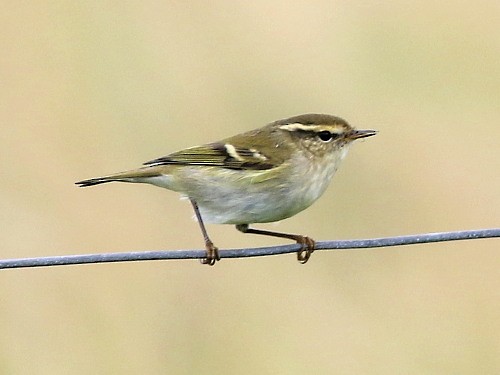 Yellow-browed Warbler - ML614601720