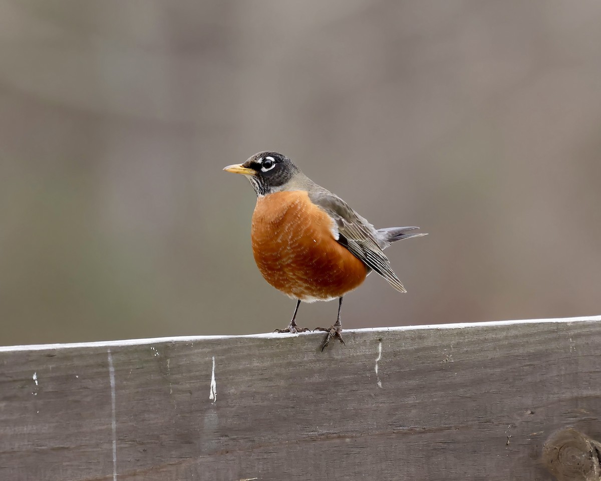 American Robin - ML614601777
