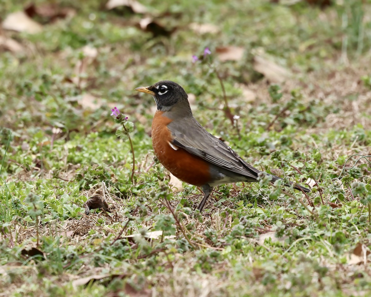 American Robin - ML614601778