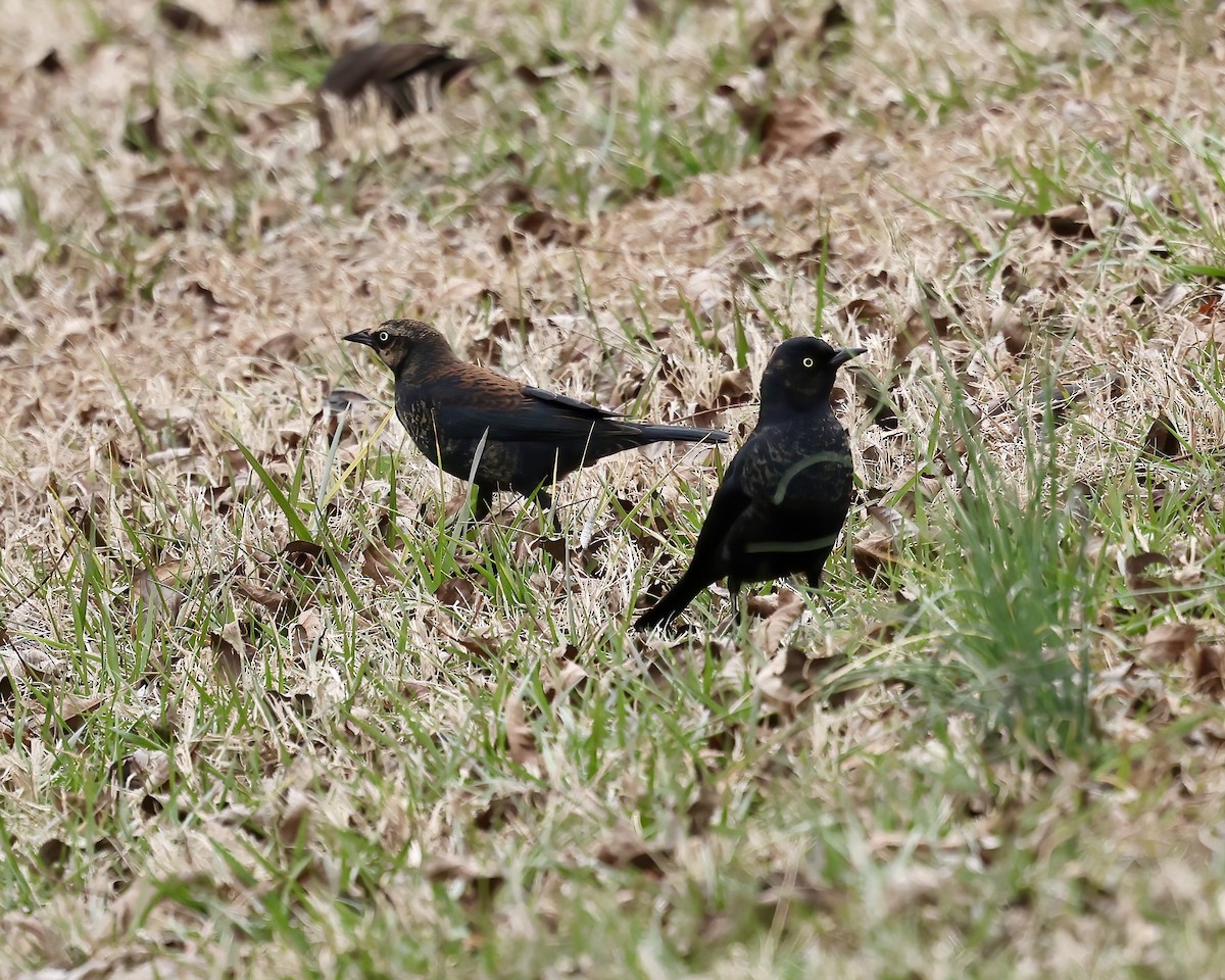 Rusty Blackbird - ML614601783