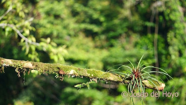 Yellow-throated Toucan - ML614601817