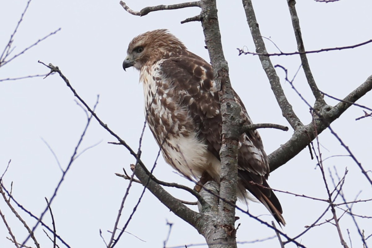Red-tailed Hawk - ML614601977