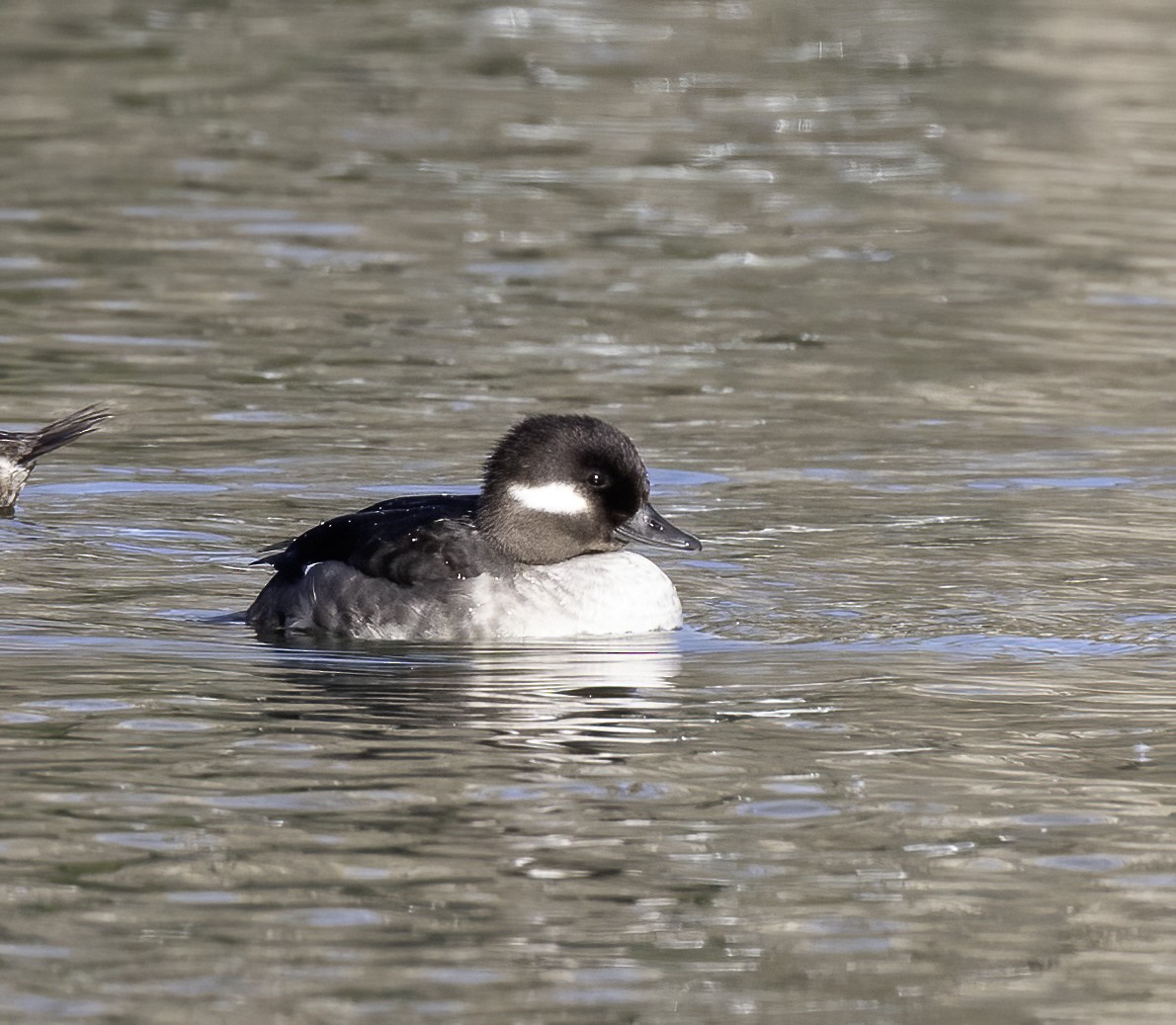 Bufflehead - ML614602058