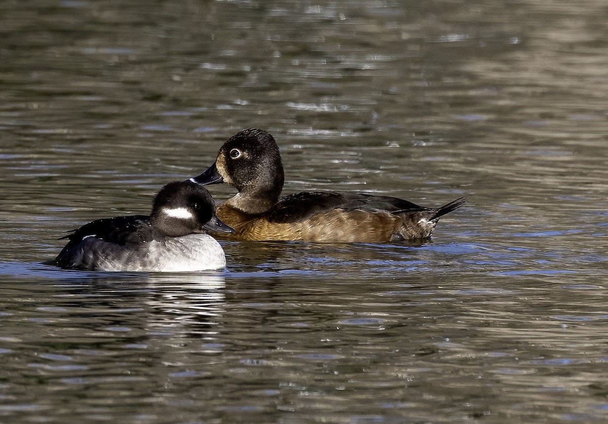 Bufflehead - ML614602059