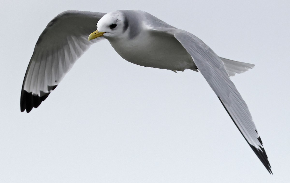 Black-legged Kittiwake - Mats  Wallin