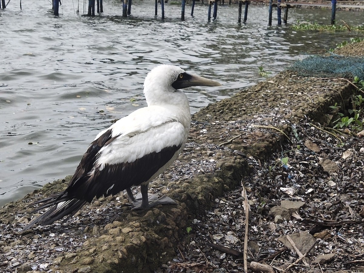 Masked Booby - ML614602095