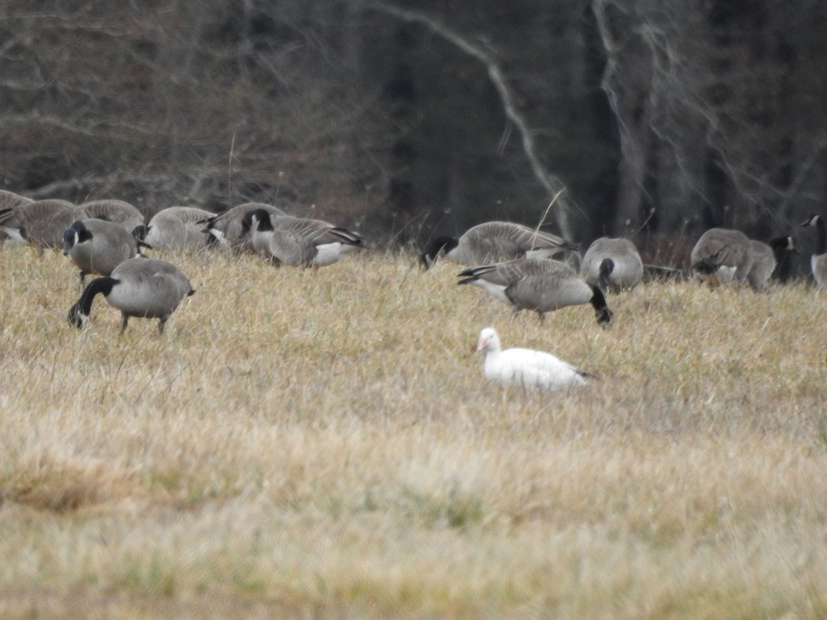 Snow Goose - ML614602219