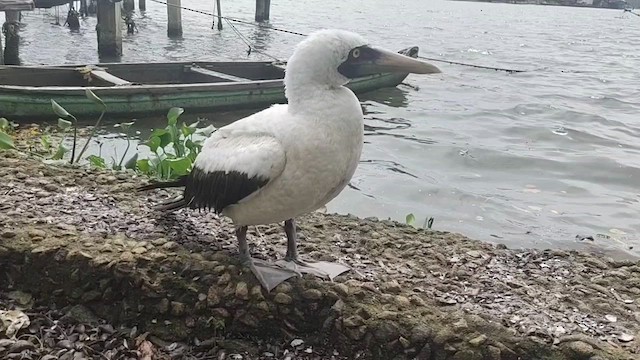 Masked Booby - ML614602273