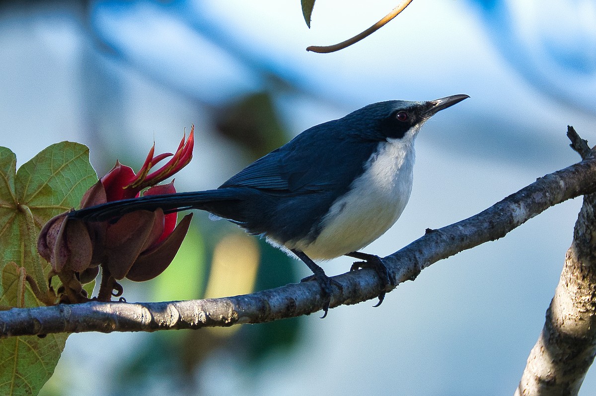 Blue-and-white Mockingbird - ML614602276