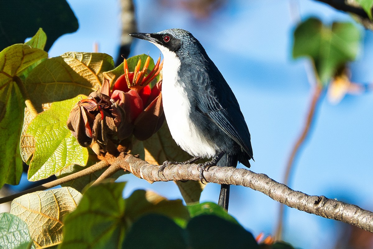 Blue-and-white Mockingbird - ML614602277