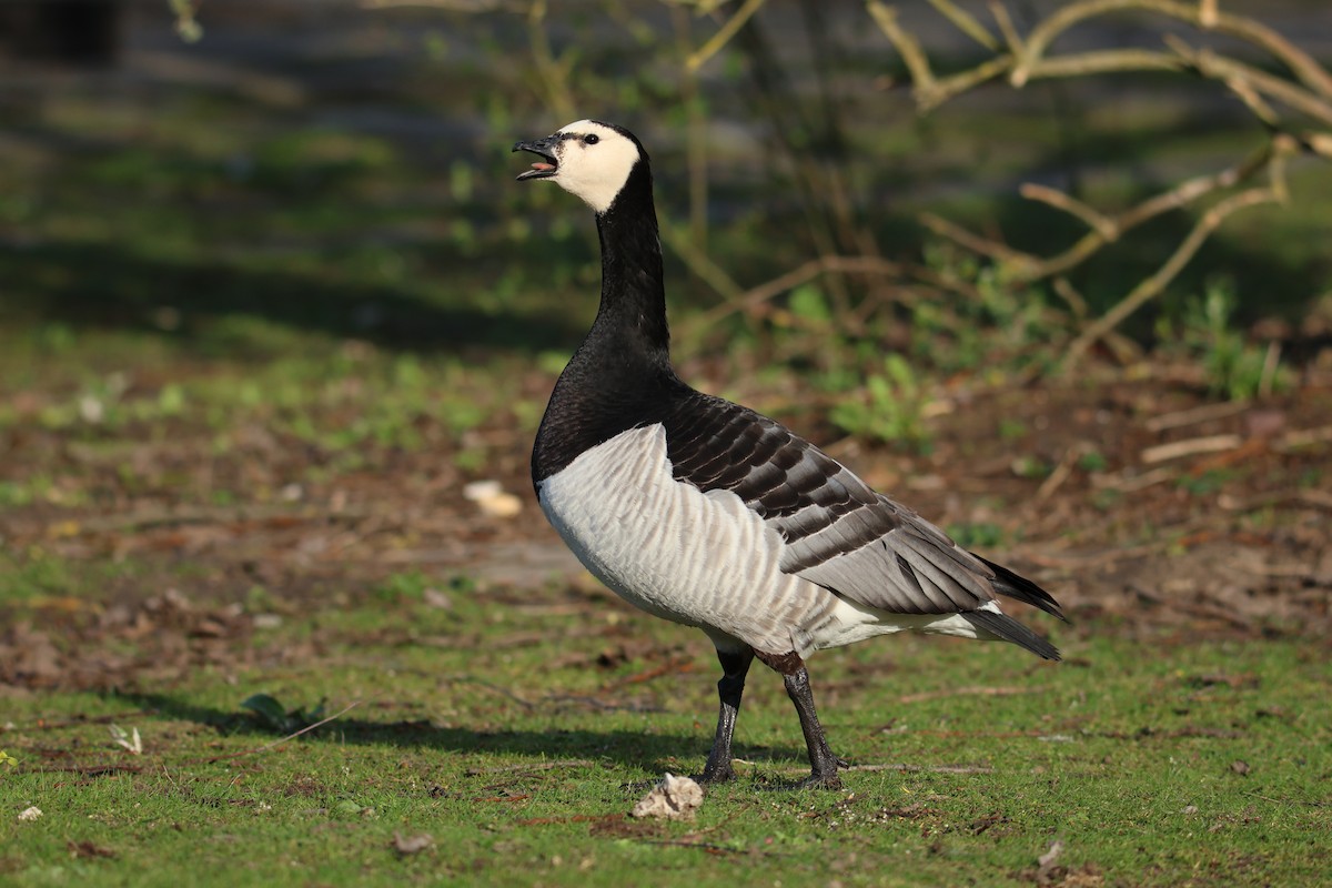 Barnacle Goose - ML614602294