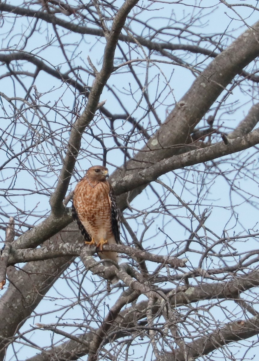 Red-shouldered Hawk - Kelly Rogers