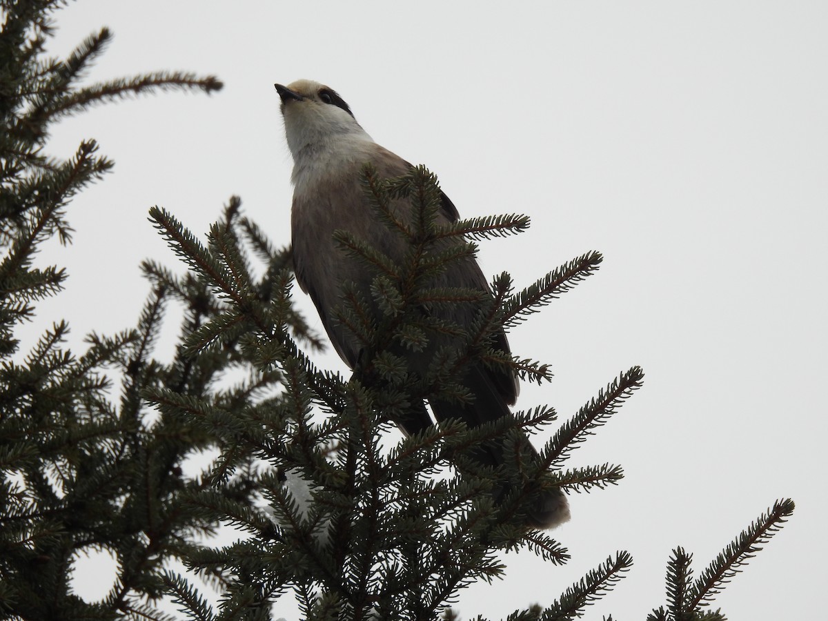 Canada Jay - ML614602315