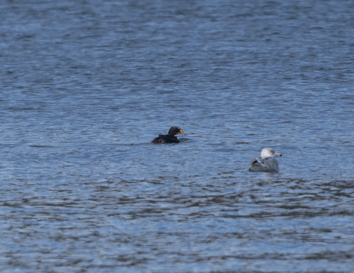 Eider à tête grise - ML614602319