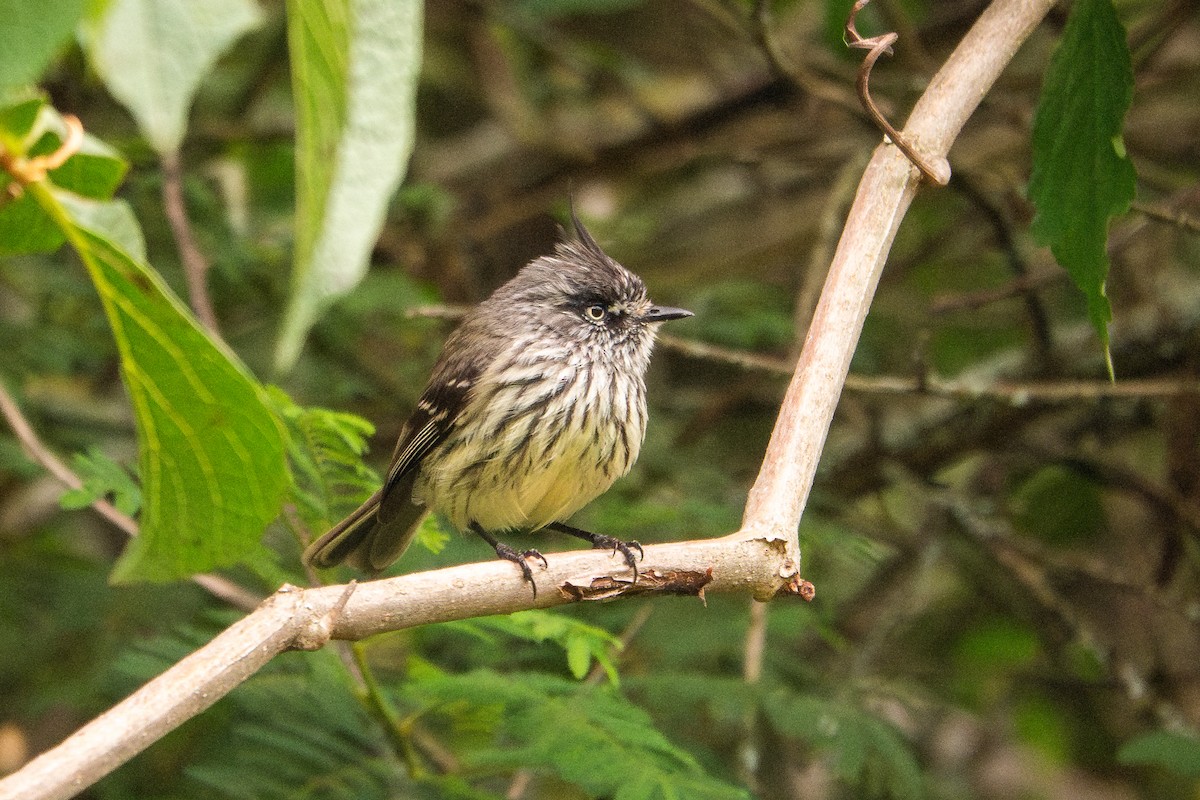 Tufted Tit-Tyrant - ML614602333