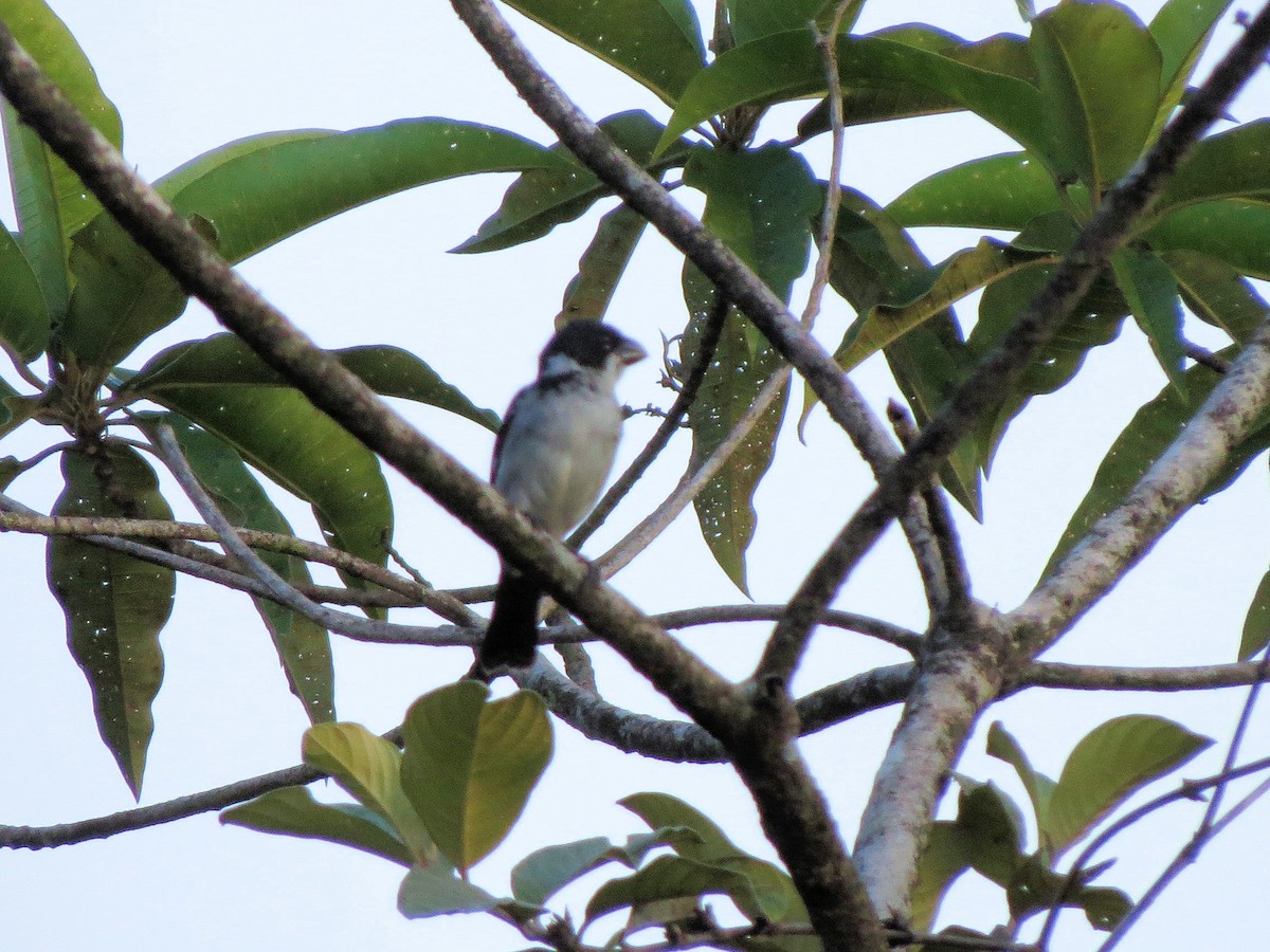 Wing-barred Seedeater - ML614602403