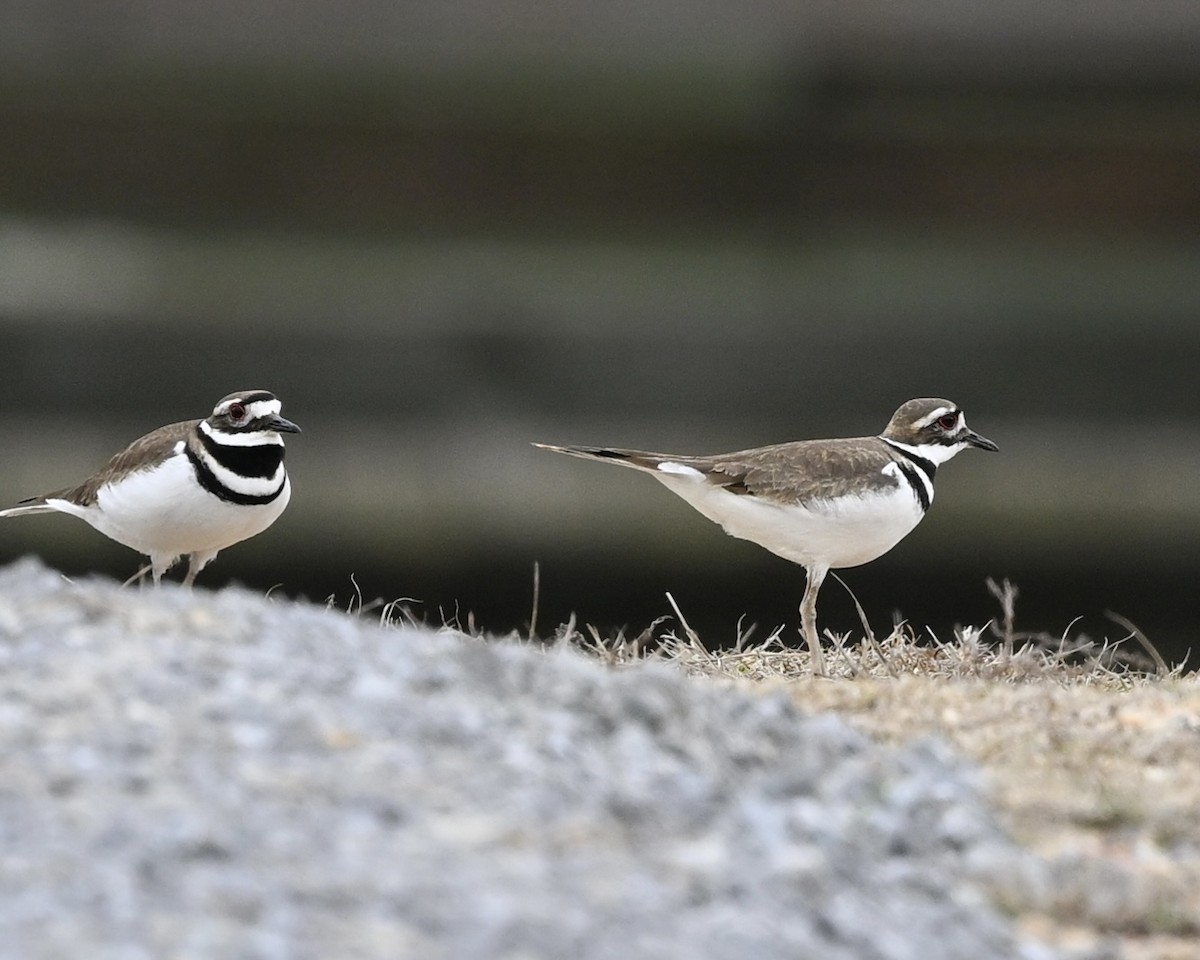 Killdeer - ML614602477